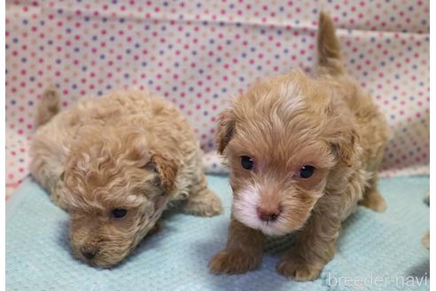 成約済の山梨県のマルプー:マルチーズ×トイプードル-185222の4枚目